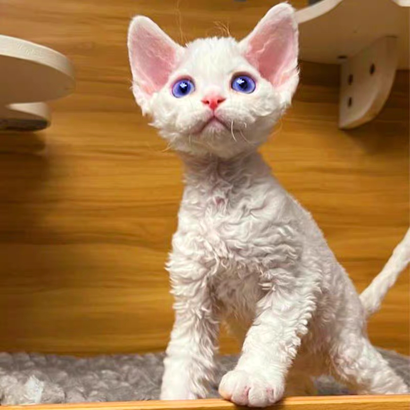 猫舍直销,批发价出售,德文卷毛猫